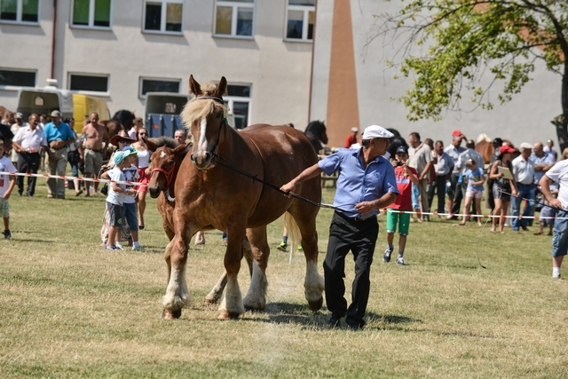VIII Regionalna Wystawa Koni Zimnokrwistych
