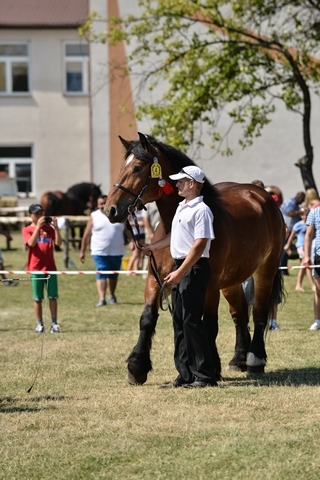 VIII Regionalna Wystawa Koni Zimnokrwistych