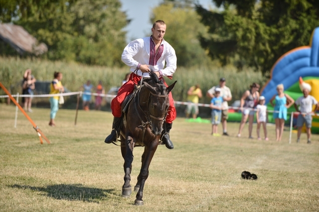 VIII Regionalna Wystawa Koni Zimnokrwistych