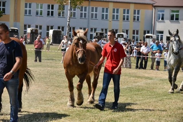 VIII Regionalna Wystawa Koni Zimnokrwistych