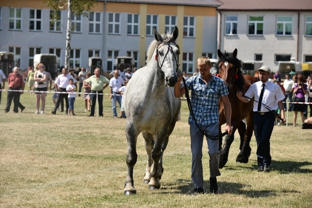VIII Regionalna Wystawa Koni Zimnokrwistych