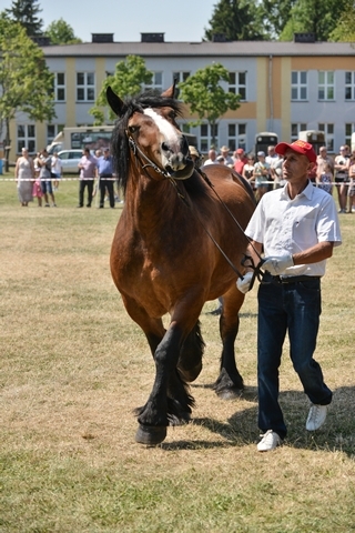 VIII Regionalna Wystawa Koni Zimnokrwistych