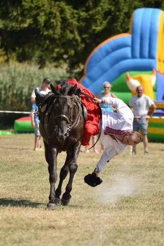VIII Regionalna Wystawa Koni Zimnokrwistych