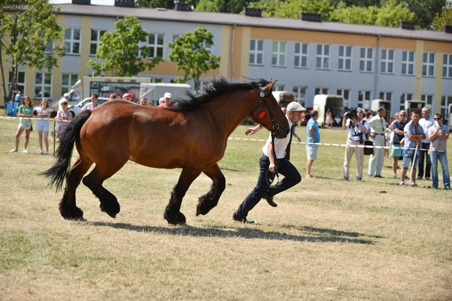 VIII Regionalna Wystawa Koni Zimnokrwistych