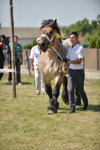 VIII Regionalna Wystawa Koni Zimnokrwistych