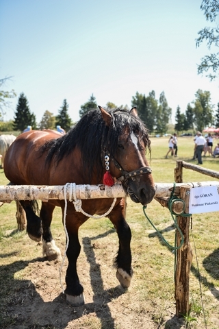 VIII Regionalna Wystawa Koni Zimnokrwistych