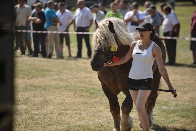 VIII Regionalna Wystawa Koni Zimnokrwistych