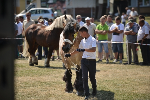 VIII Regionalna Wystawa Koni Zimnokrwistych