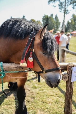 VIII Regionalna Wystawa Koni Zimnokrwistych