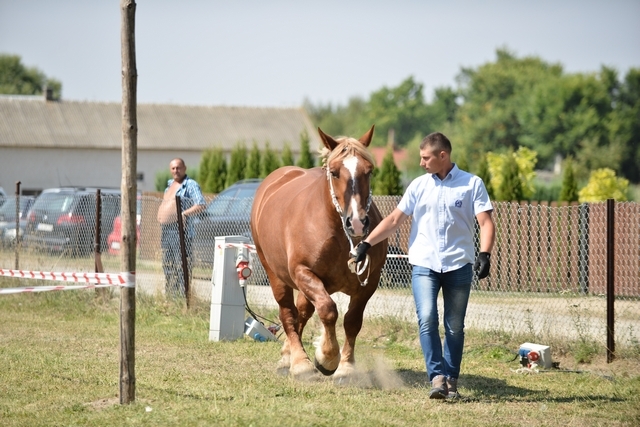 VIII Regionalna Wystawa Koni Zimnokrwistych