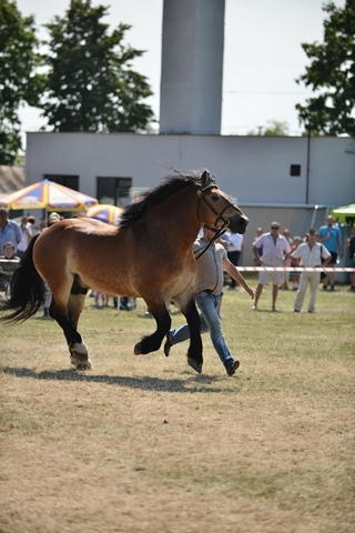 VIII Regionalna Wystawa Koni Zimnokrwistych