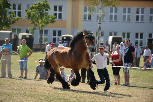 VIII Regionalna Wystawa Koni Zimnokrwistych