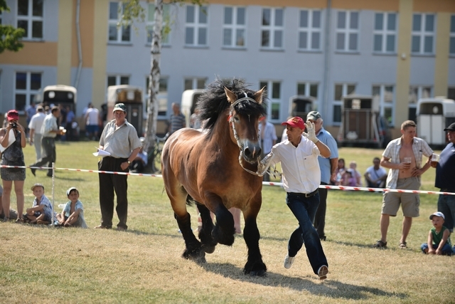 VIII Regionalna Wystawa Koni Zimnokrwistych