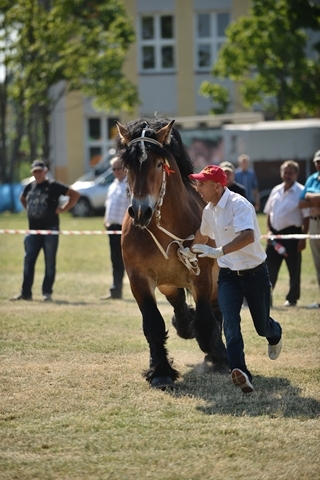 VIII Regionalna Wystawa Koni Zimnokrwistych