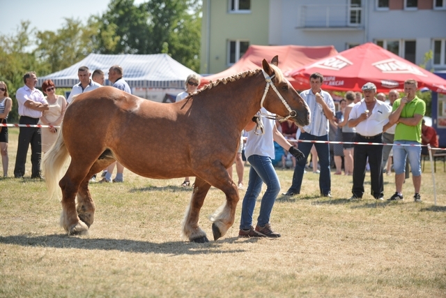 VIII Regionalna Wystawa Koni Zimnokrwistych
