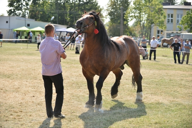 VIII Regionalna Wystawa Koni Zimnokrwistych