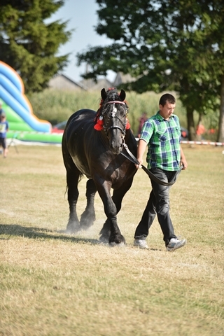 VIII Regionalna Wystawa Koni Zimnokrwistych