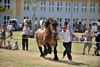 VIII Regionalna Wystawa Koni Zimnokrwistych