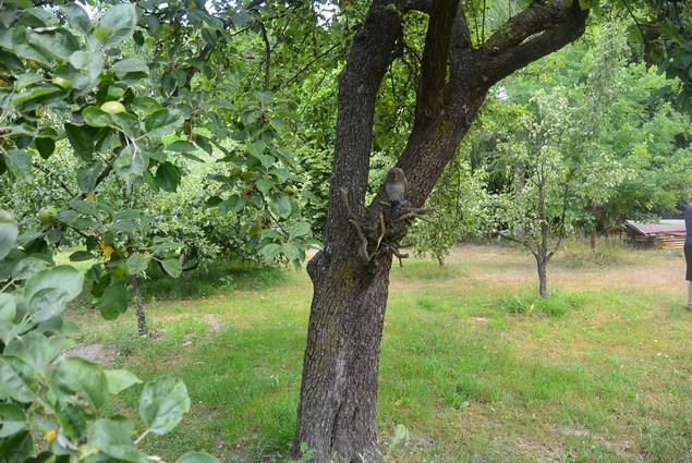 Ogród Kusznierscy